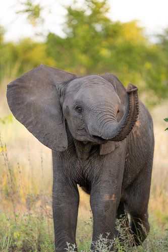 Baby elephant in Timbavati, South Africa