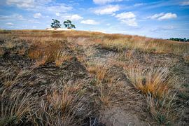 Twins von Marianne Rouwendal