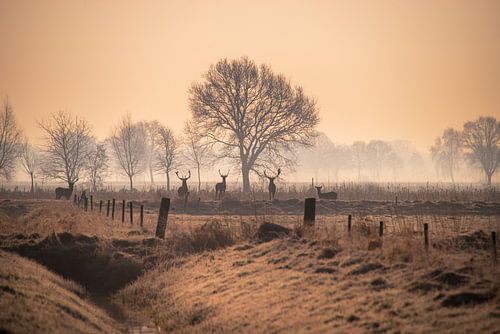 Magie van de dageraad - Vijf herten in de mist