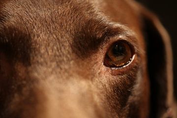Een macro/close-up van mijn hond Lilly van Julius Koster