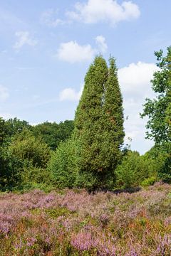 Heath landscape, Heiede blossom, Steingrund, Niederhaverbeck