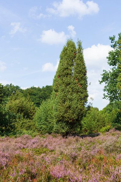 Paysage de lande, fleur de Heiede, Steingrund, Niederhaverbeck par Torsten Krüger