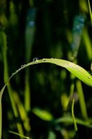 Raindrops on grass 2