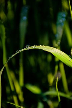 Regentropfen auf Gras 2 von Ingrid de Vos - Boom