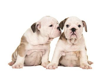 Engelse bulldog puppies van Elles Rijsdijk