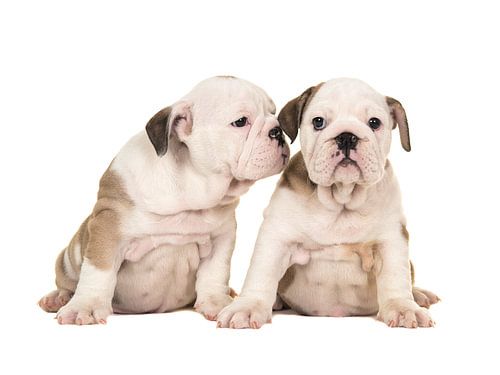 Englische Bulldogge-Welpen