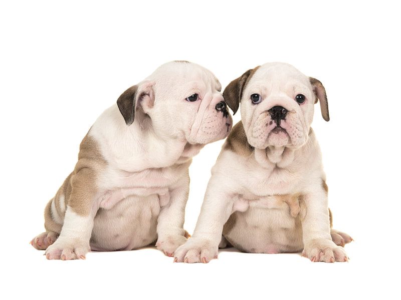 Englische Bulldogge-Welpen von Elles Rijsdijk
