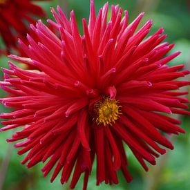 Bloei van de cactusdahlia van Karsten Mücke