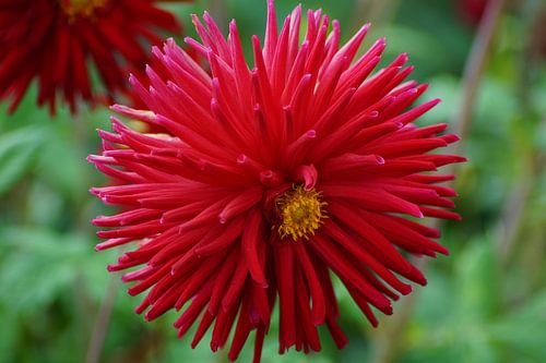 Bloei van de cactusdahlia