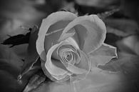 Einsame Rose in schwarz-weiss  von Gera Wijlens Miniaturansicht