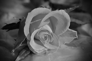 Einsame Rose in schwarz-weiss  von Gera Wijlens
