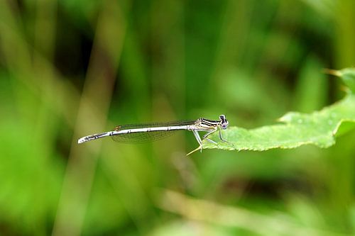 Adonislibelle auf einem Blatt