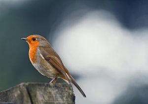 Animaux - Birdy