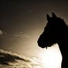 Silhouet paard in weiland van Rouzbeh Tahmassian