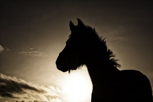 Silhouet paard in weiland