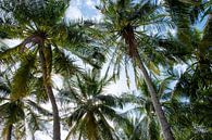 Sfeervolle foto van palmbomen in kleur van Bianca ter Riet thumbnail