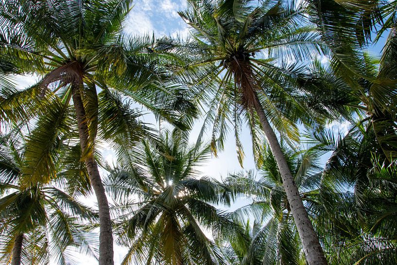 Sfeervolle foto van palmbomen in kleur van Bianca ter Riet