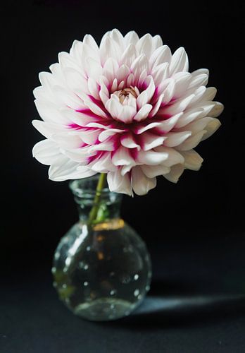 Dahlia blanc fuchsia en vase
