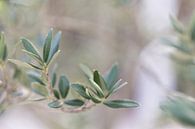 Olijftakje - detail van een olijfboom van Miranda van Hulst thumbnail