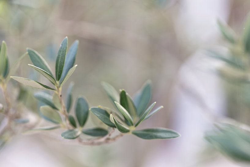 Olivenzweig - Detail eines Olivenbaums von Miranda van Hulst