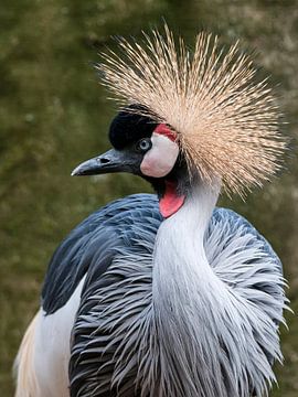 Grijze Kroonkraanvogel : Ouwehands Dierenpark van Loek Lobel