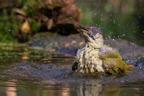 A green woodpecker takes a bath by Ron Buist