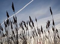 Reed at sunset
