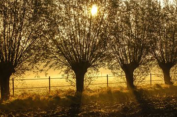 Saule sur Niek Traas