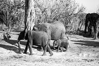 Olifanten in Chobe NP