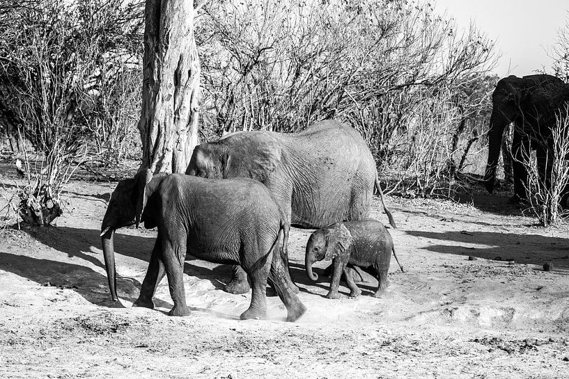 Olifanten in Chobe NP by Henri Kok