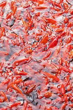 Water pond teeming with red fishes by Tony Vingerhoets