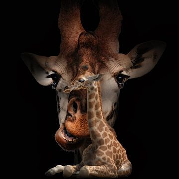 mother and child, Giraffe by Bert Hooijer