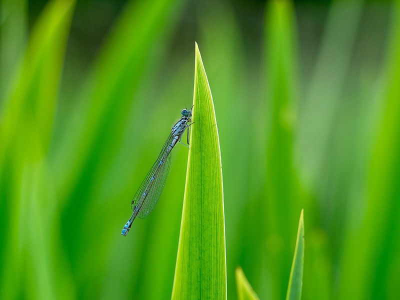 Damselfly In The Reed by Mr White Takes Pictures