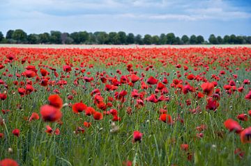 Red poppies in a springtime cornfield 