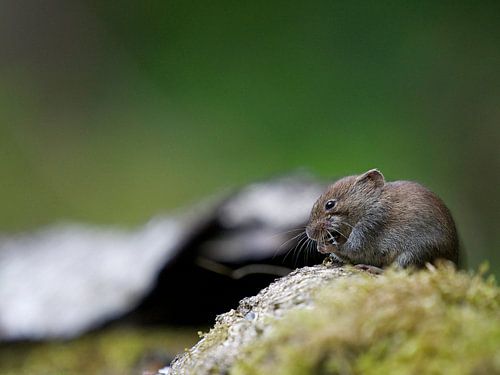 Souris