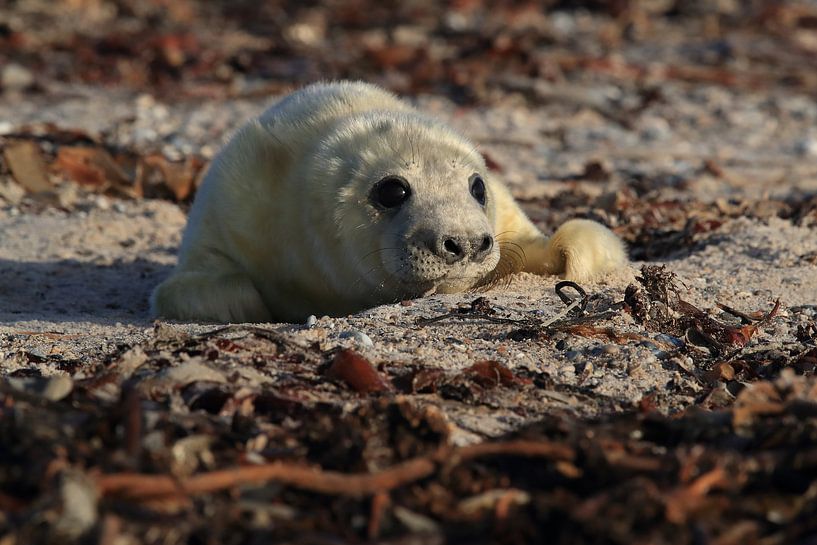 Grey Seal Howler Helgoland Island Germany by Frank Fichtmüller
