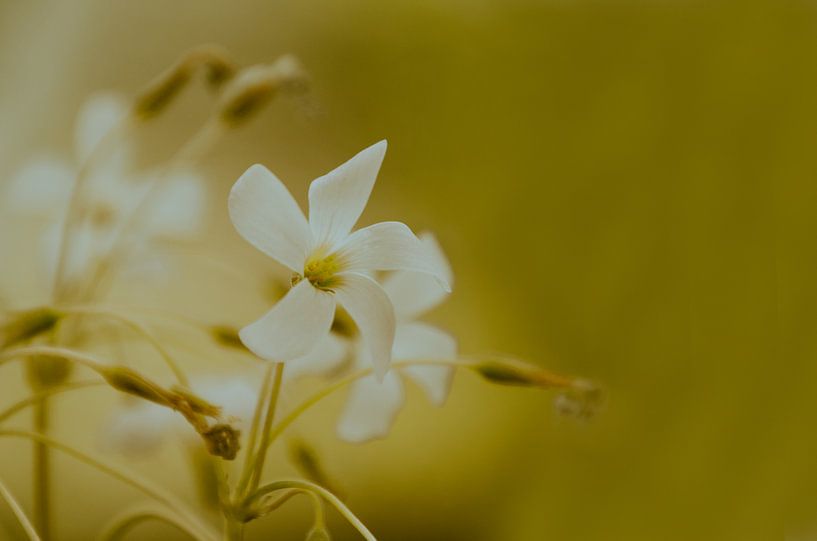 Vintage flowers par Tanja de Boer