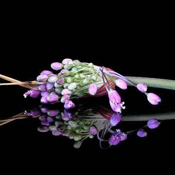 Bloemknop van Allium carinatum van Bartel van den Berg