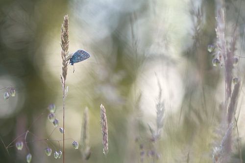 Butterfly dreaming by Teuni's Dreams of Reality