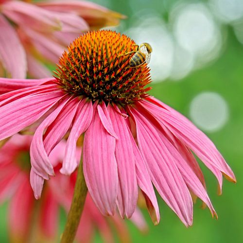 Sonnenhut, Echinacea von Violetta Honkisz