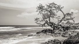 Der Leuchtturmbaum in Treasure Beach von Vincent L.