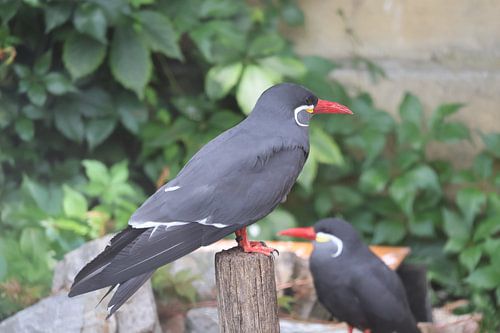 Dier en Natuur