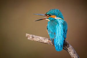 Eisvogel männlich