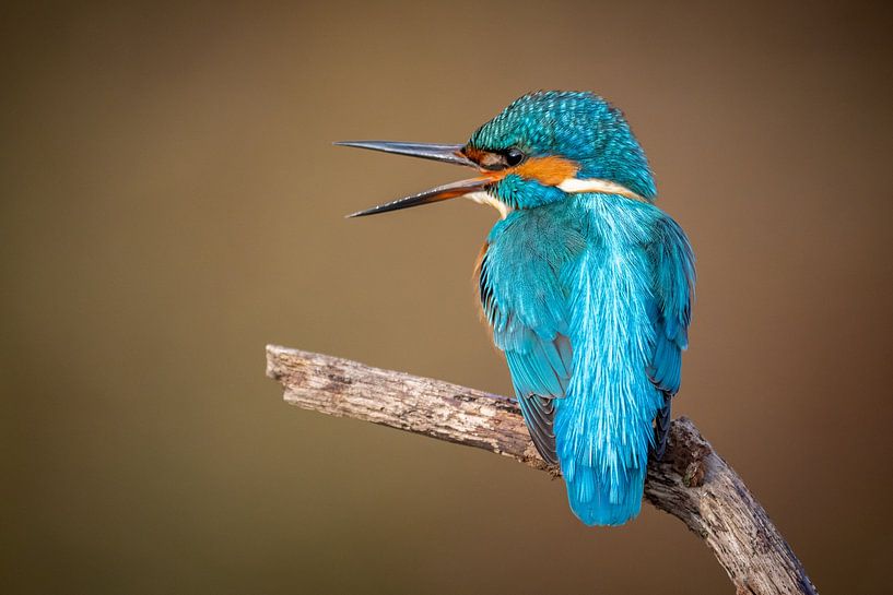 ijsvogel mannetje van Jim De Sitter