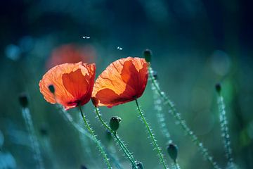 poppies by Kurt Krause
