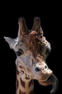 Portret van een giraf von Rolf Linnemeijer