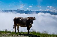 Vache