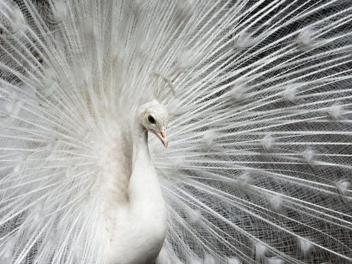 Paon blanc sur Wilco Bos