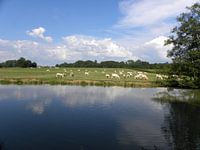 Charolais koeien