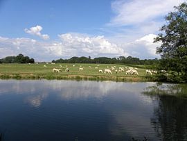 Charolais koeien von Henk Rabbers